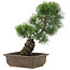 Pinus parviflora, 36 cm, ± 20 jaar oud