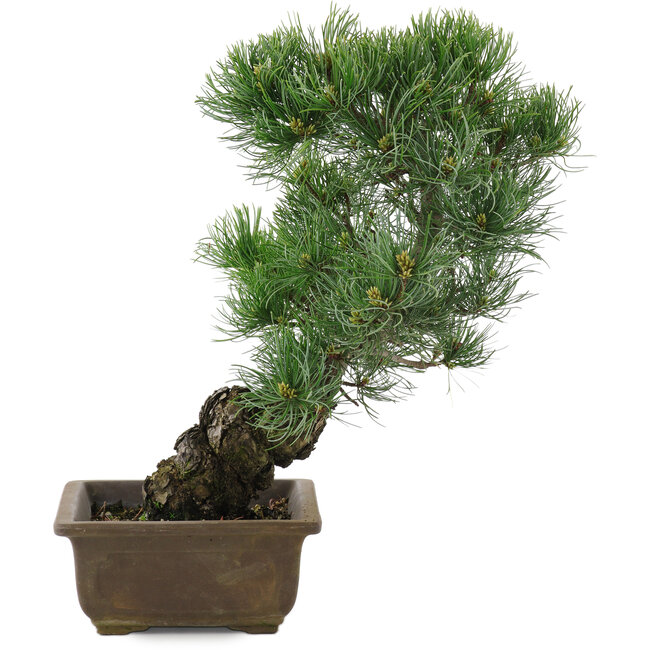 Pinus parviflora, 36 cm, ± 20 años
