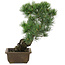 Pinus parviflora, 36 cm, ± 20 jaar oud