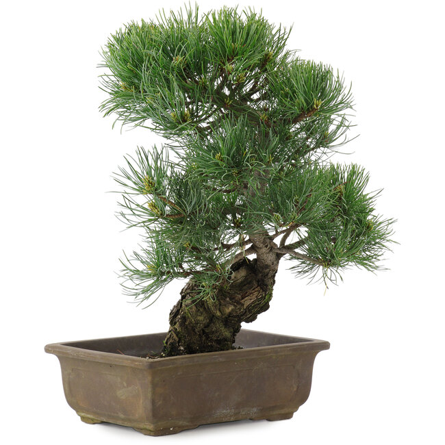 Pinus parviflora, 36 cm, ± 20 jaar oud