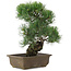 Pinus parviflora, 36 cm, ± 20 jaar oud