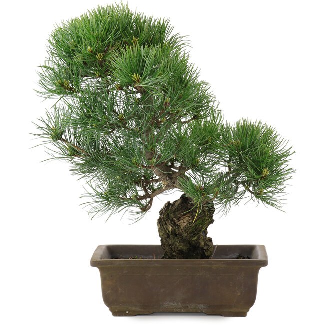 Pinus parviflora, 36 cm, ± 20 años