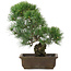Pinus parviflora, 36 cm, ± 20 jaar oud