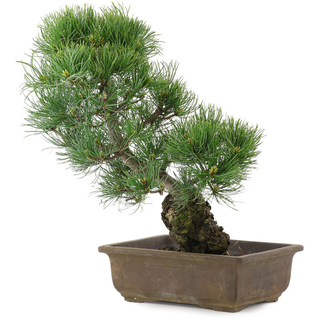 Pinus parviflora, 36 cm, ± 20 años