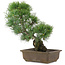 Pinus parviflora, 36 cm, ± 20 jaar oud