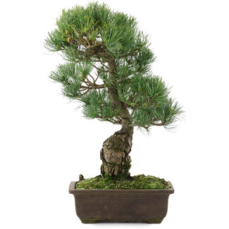 Pinus parviflora, 43 cm, ± 20 jaar oud