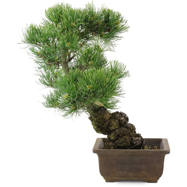 Pinus parviflora, 36 cm, ± 20 jaar oud