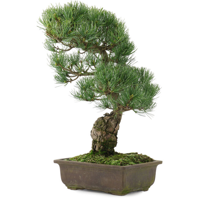 Pinus parviflora, 43 cm, ± 20 ans