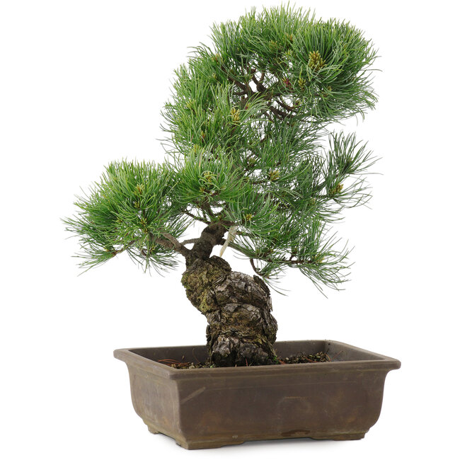Pinus parviflora, 36 cm, ± 20 años