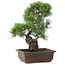 Pinus parviflora, 36 cm, ± 20 jaar oud