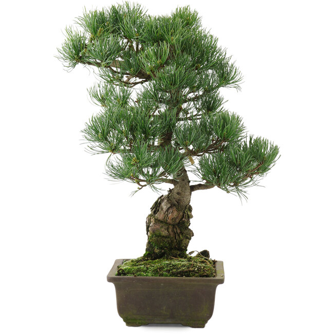 Pinus parviflora, 43 cm, ± 20 ans