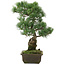 Pinus parviflora, 43 cm, ± 20 jaar oud
