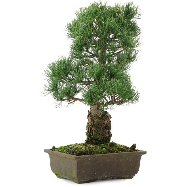 Pinus parviflora, 43 cm, ± 20 años