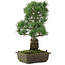 Pinus parviflora, 43 cm, ± 20 jaar oud