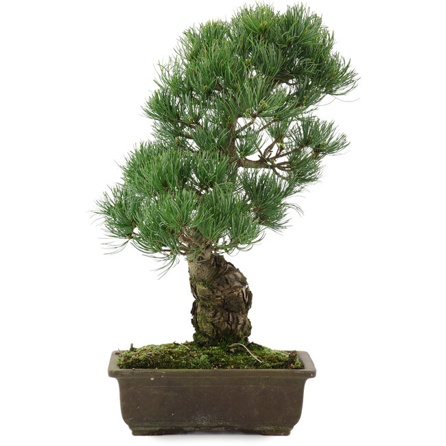Pinus parviflora, 43 cm, ± 20 years old
