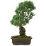 Pinus parviflora, 43 cm, ± 20 jaar oud