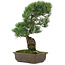 Pinus parviflora, 43 cm, ± 20 jaar oud