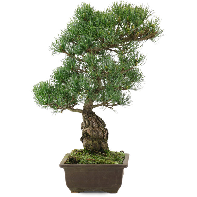 Pinus parviflora, 43 cm, ± 20 años