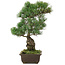 Pinus parviflora, 43 cm, ± 20 jaar oud