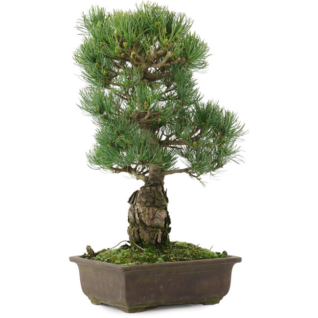 Pinus parviflora, 43 cm, ± 20 ans