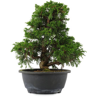 Juniperus chinensis, 27 cm, ± 15 Jahre alt