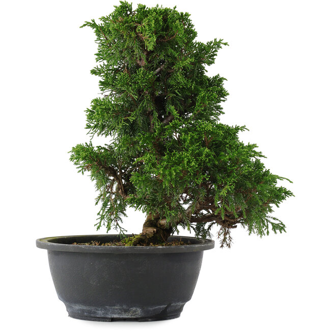 Juniperus chinensis, 27 cm, ± 15 Jahre alt