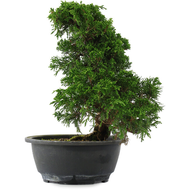 Juniperus chinensis, 27 cm, ± 15 Jahre alt