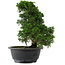 Juniperus chinensis, 27 cm, ± 15 jaar oud