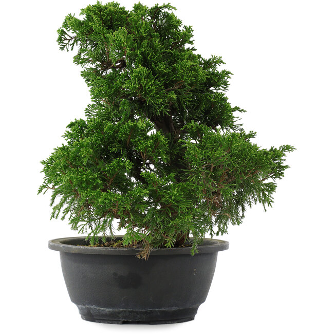 Juniperus chinensis, 27 cm, ± 15 Jahre alt