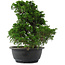 Juniperus chinensis, 27 cm, ± 15 jaar oud