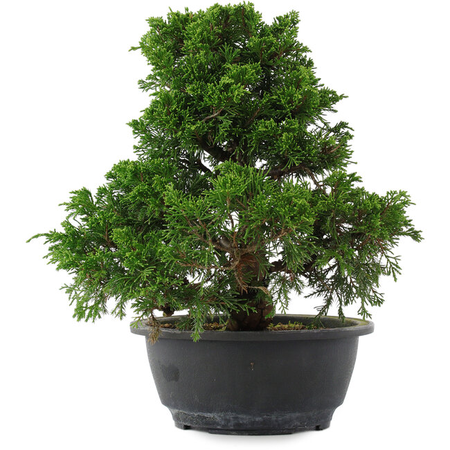 Juniperus chinensis, 27 cm, ± 15 ans
