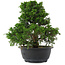 Juniperus chinensis, 27 cm, ± 15 jaar oud