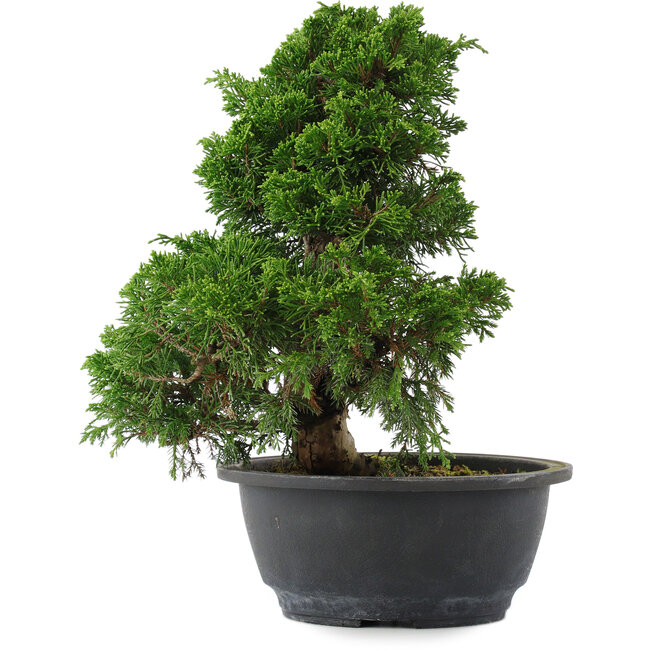 Juniperus chinensis, 27 cm, ± 15 ans