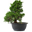 Juniperus chinensis, 27 cm, ± 15 jaar oud