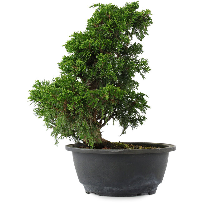 Juniperus chinensis, 27 cm, ± 15 Jahre alt