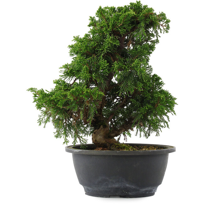 Juniperus chinensis, 27 cm, ± 15 years old