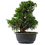 Juniperus chinensis, 27 cm, ± 15 jaar oud