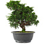 Juniperus chinensis, 26,5 cm, ± 15 jaar oud