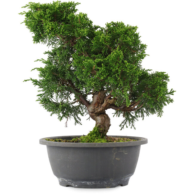 Juniperus chinensis, 26,5 cm, ± 15 years old