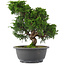 Juniperus chinensis, 26,5 cm, ± 15 jaar oud