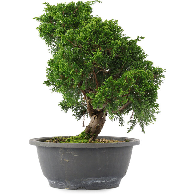 Juniperus chinensis, 26,5 cm, ± 15 years old