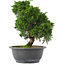 Juniperus chinensis, 26,5 cm, ± 15 jaar oud