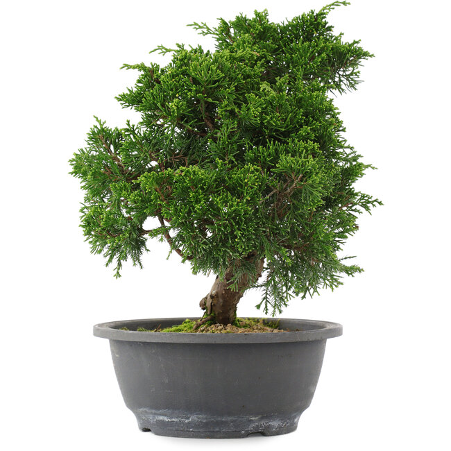 Juniperus chinensis, 26,5 cm, ± 15 años