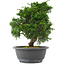 Juniperus chinensis, 26,5 cm, ± 15 jaar oud