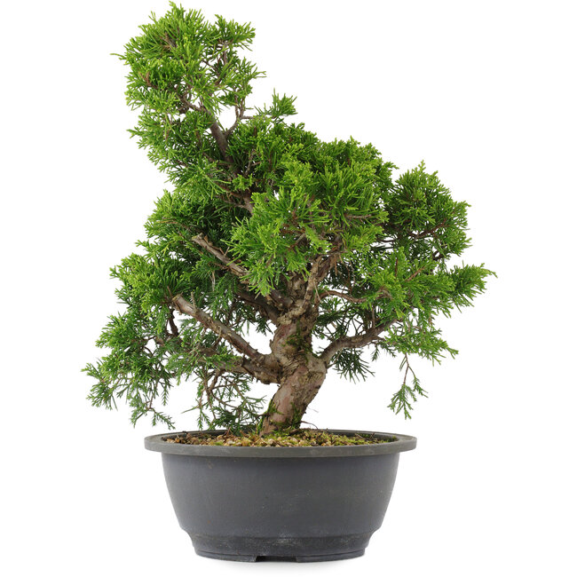 Juniperus chinensis, 31 cm, ± 15 jaar oud