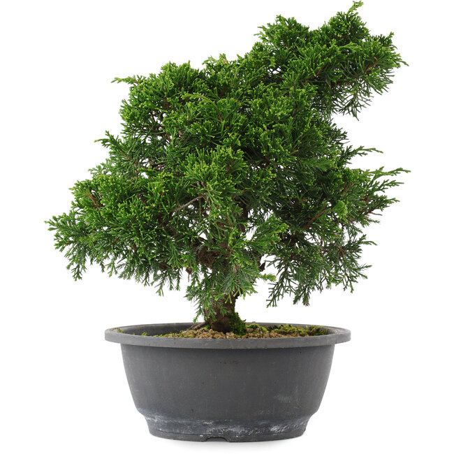 Juniperus chinensis, 26,5 cm, ± 15 años