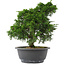 Juniperus chinensis, 26,5 cm, ± 15 jaar oud