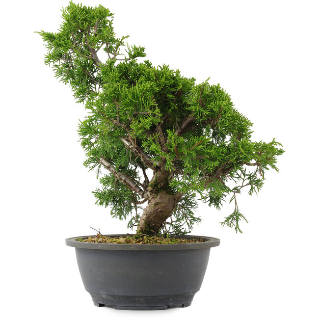 Juniperus chinensis, 31 cm, ± 15 years old
