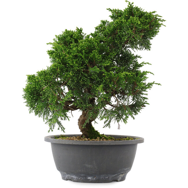 Juniperus chinensis, 26,5 cm, ± 15 years old