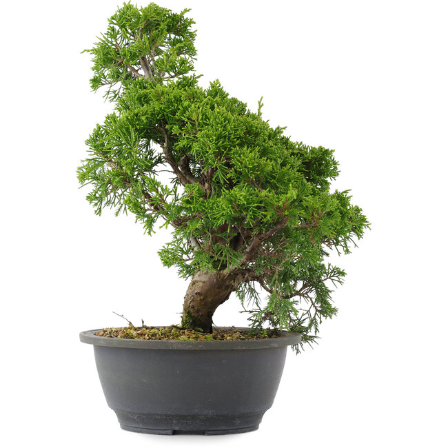 Juniperus chinensis, 31 cm, ± 15 jaar oud